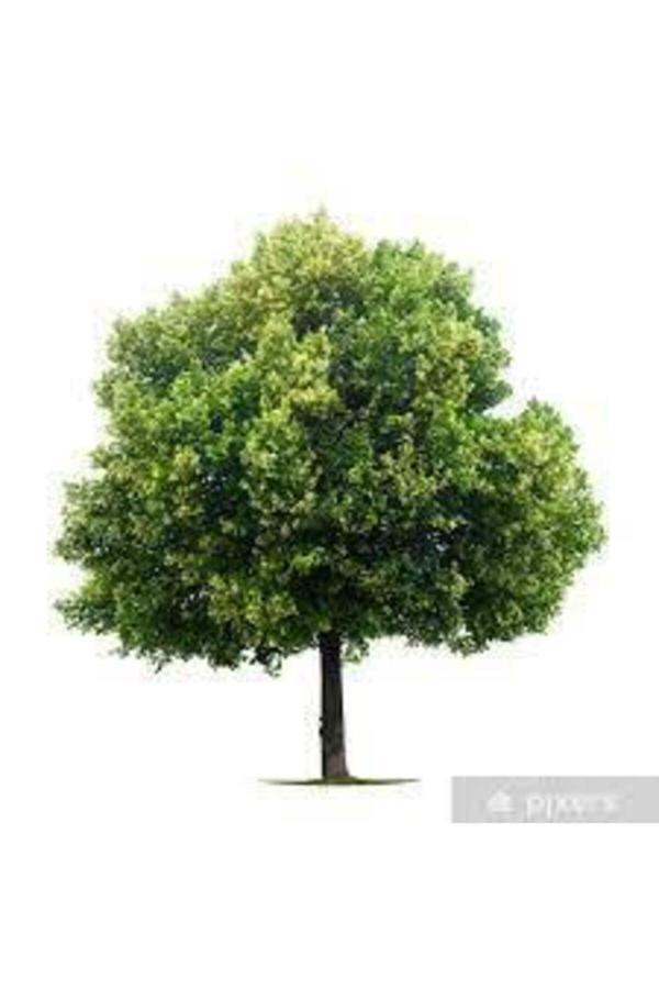 Köy Tohumları 5 Adet Tohum Nadir Ihlamur Ağacı Tohumu Ihlamur Ağacı Sürpriz Hediye Tohumla Birlikte Gönderilir - Image 1