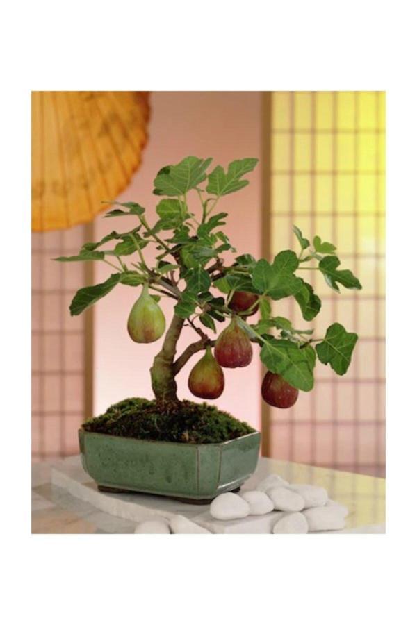 Köy Tohumları 20 Adet Tohum Nadir Siyah Incir Ağaç Ağacı Bonsai Tohumu Siyah Yemiş Incir Tohumu Saksı Toprak - Image 1