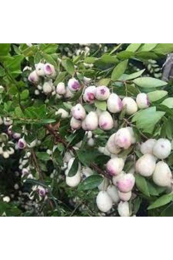 Köy Tohumları 10 Adet Tohum Nadir Hambeles Bonzai Ağacı Tohumu Murt Meyvesi Ağacı Saksı Toprak - Image 1