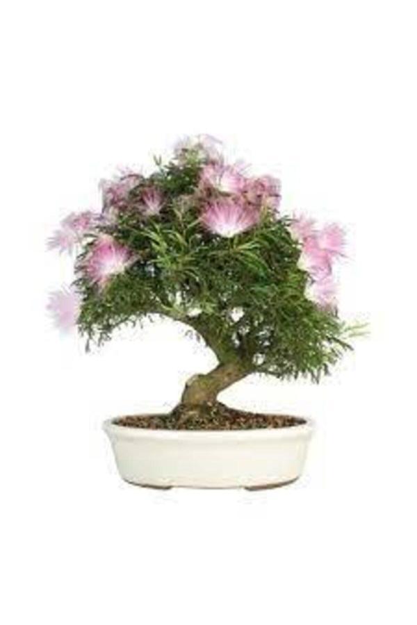 Köy Tohumları 5 Adet Tohum Gülübirişim Bonsai Ağaç Tohumu Muhteşem Çiçeği Ve Kokusu Ile Özel Ağaç Sürpriz Hediye - Image 1