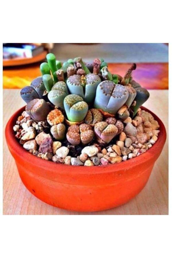 Köy Tohumları 100 Adet Tohum Karışık Kaktüs Çiçeği Kaktüs Skulent Kaktüs Saksı Toprak Sürpriz Hediye Tohumludur - Image 1