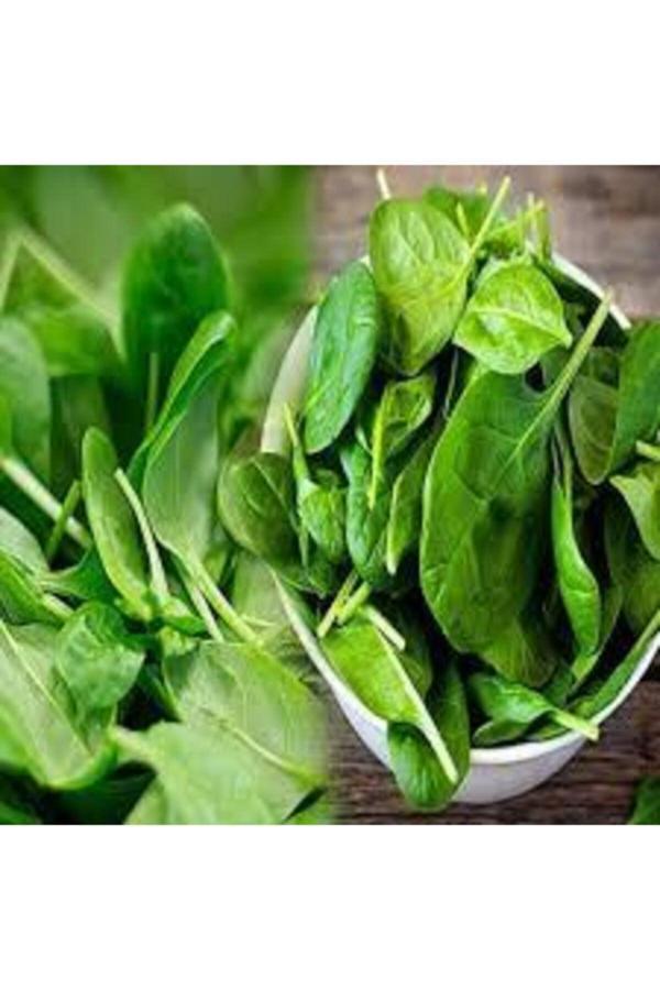 Köy Tohumları 150 Adet Tohum Yerli Ispanak Tohumu Sürpriz Hediye Tohum Yeşil Ispanak Tohumludur - Image 1