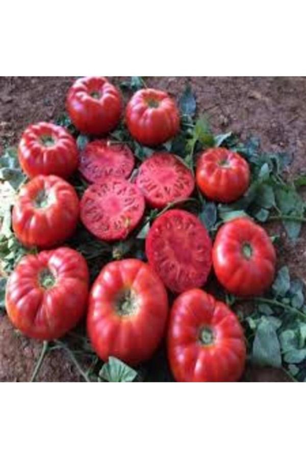 Köy Tohumları 100 Adet Tohum Organik Has Bahçe Köy Dev Domates Tohumu Saksı Topraklıdır - Image 1