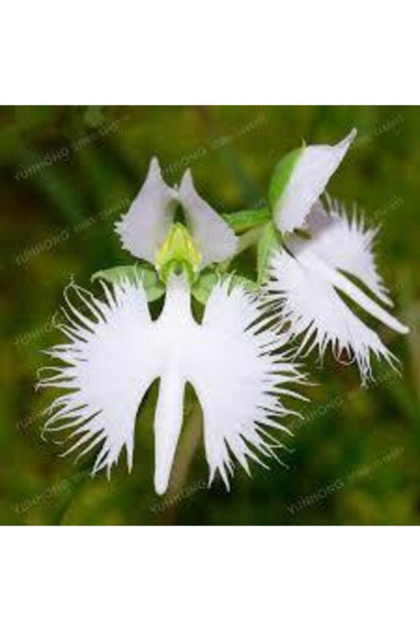 Köy Tohumları 10 Adet Tohum Nadir Bulunan Beyaz Japon Radiata Kuş Çiçeği Ithal Nadir Çiçek Sürpriz Hediye Tohum - Image 1