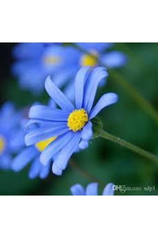 Köy Tohumları 10 Adet Nadir Bulunan Mavi Papatya Çiçeği Tohumu Mavi Papatya Tohumu Hediye Tohumludur - Image 1