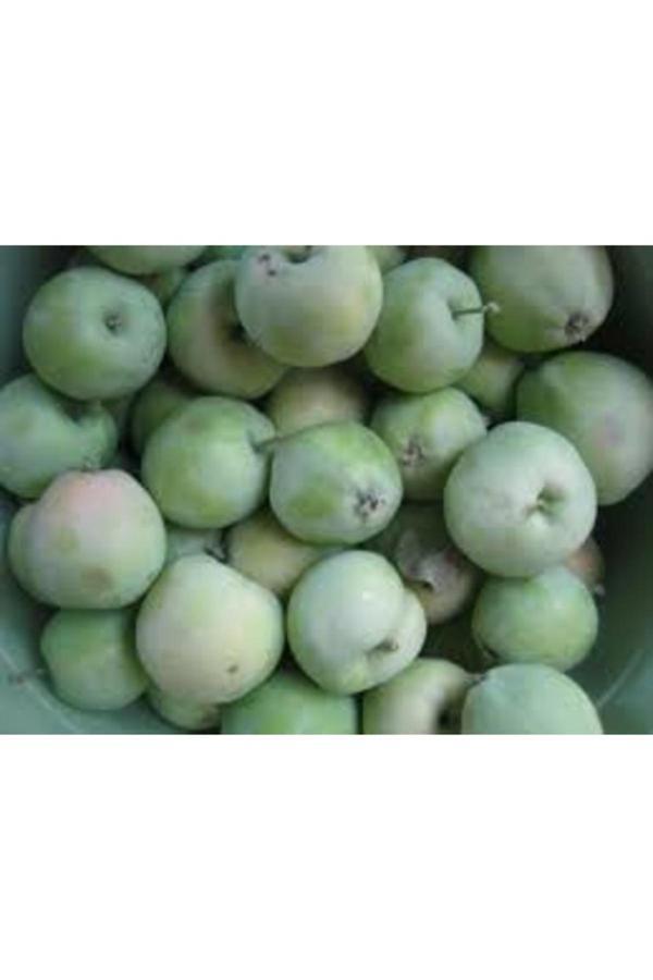 Köy Tohumları 5 Adet Tohum Nadir Niğde Tatlı Yaz Elması Elma Tohumu Organik Tohum - Image 1