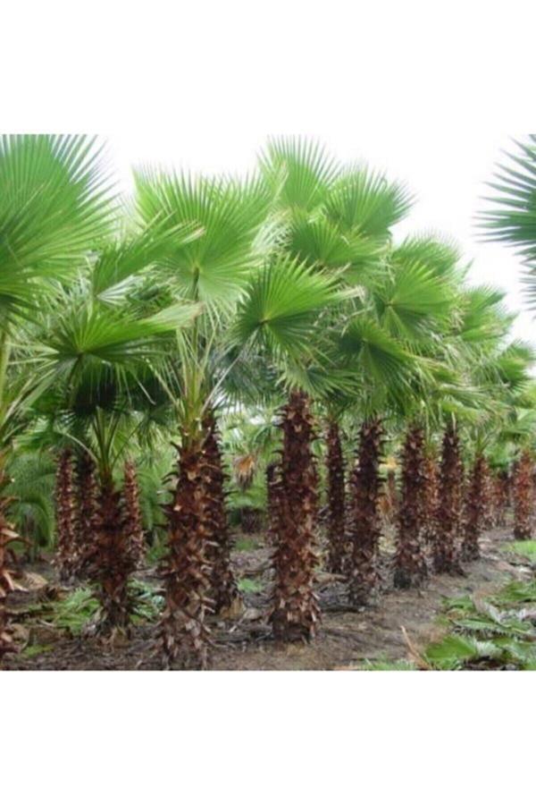 Köy Tohumları 2 Adet Nadir Bulunan Liviston Palmiye Ağaç Tohumu Geniş Yapraklı Nadide Ağaç Sürpriz Hediye Tohumlu - Image 1