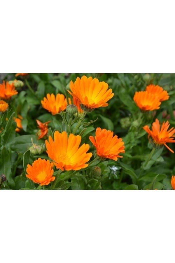 Köy Tohumları 10 Adet Tohum Portakal Nergisi Çiçeği Nergizi Çiçeği Tohumu Aynı Sefa Çiçeği Sürpriz Hediye Tohum - Image 1