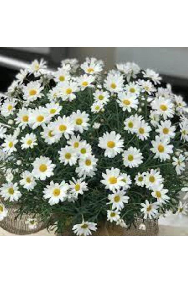 Köy Tohumları 30 Adet Tohum Yayılıcı Kır Papatyası Çiçeği Saksı Toprak Sürpriz Hediye Çiçek Tohumlu - Image 1