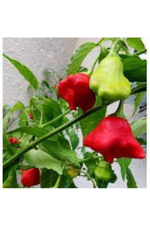 Köy Tohumları 100 Adet Tohum Nadir Organik Hobi Bahçe Balkon Gül Biber Biberi Hobi Bahçe Köy Tohumu - Image 1