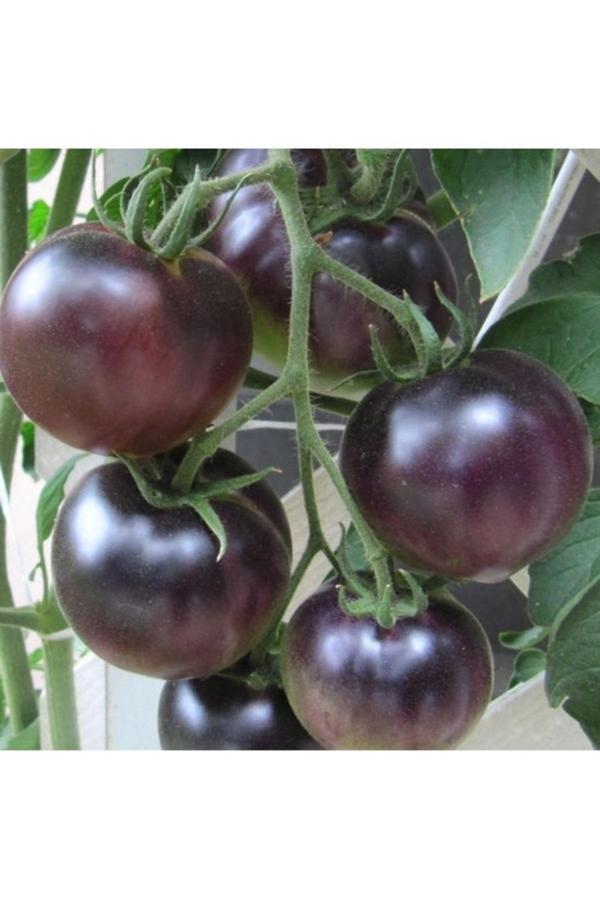 Köy Tohumları 15 Adet Tohum Organik Köy Siyah Domates Tohumu Ata Tohum Domates Siyah Saksı Toprak - Image 1