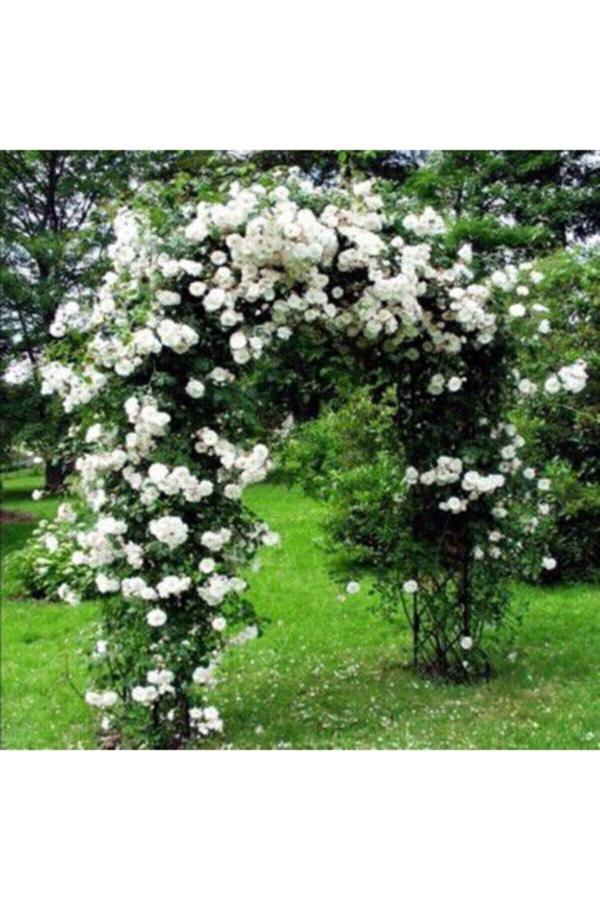 Köy Tohumları 10 Adet Tohum Nadir Beyaz Sarmaşık Gül Tohumu Bahçe Gülü Organik Kaliteli Saksı Toprak Sürpriz Hedi - Image 1