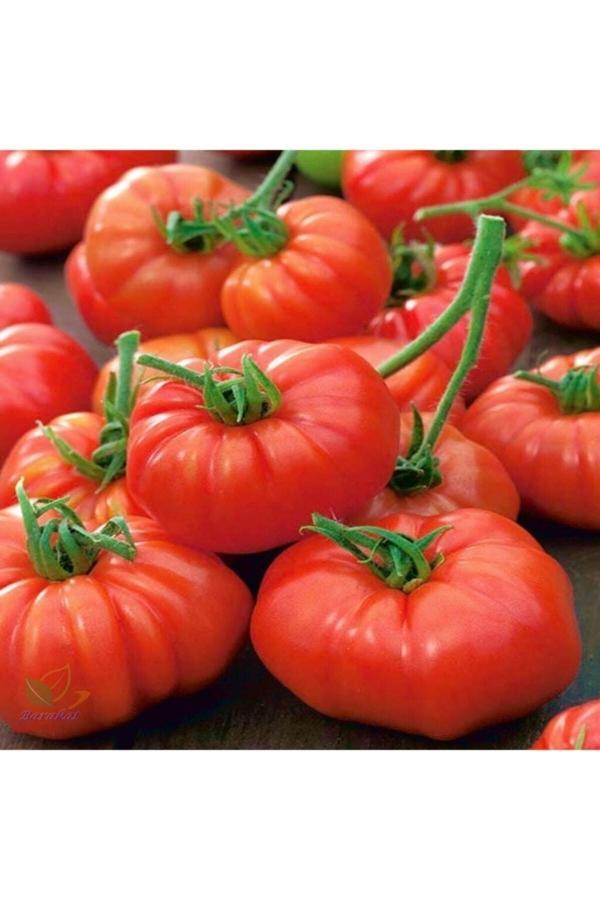 Köy Tohumları 100 Adet Tohum Erkenci Iri Marmande Domates Tohumu Domates Tohumu Saksı Toprak Hediyemizdir - Image 1