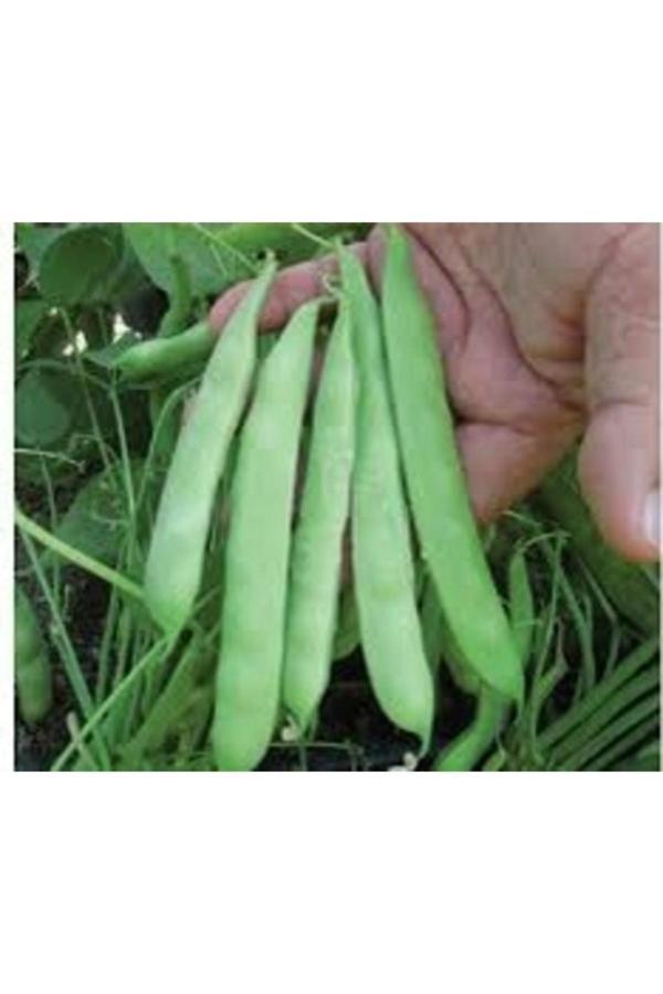 Köy Tohumları 200 Adet Tohum Organik Kılçıksız 40 Gün Taze Fasulye Fasülye Tohumu Oturak Cins Fasulye - Image 1