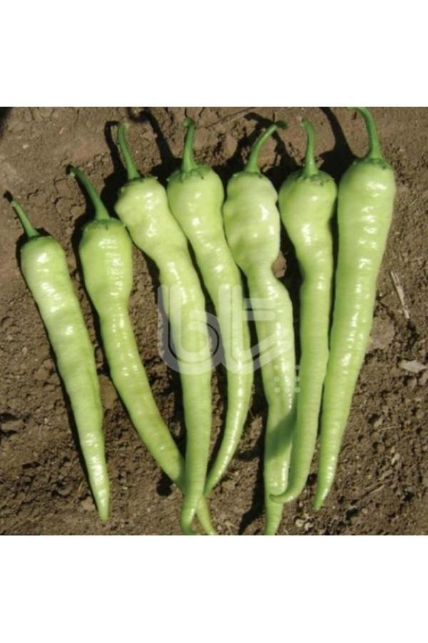 Köy Tohumları 20 Adet Tohum Nadir Organik Acı Açık Yeşil Çarliston Charlistone Biberi Tohumu Saksı Toprak Hediye - Image 1