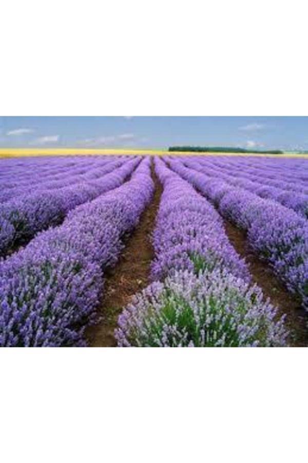 Köy Tohumları 50 Adet Tohum Lavanta Çiçeği Tohum Mor Kokulu Ingiliz Saksı Toprak Sürpriz Hediye Tohumludur - Image 1