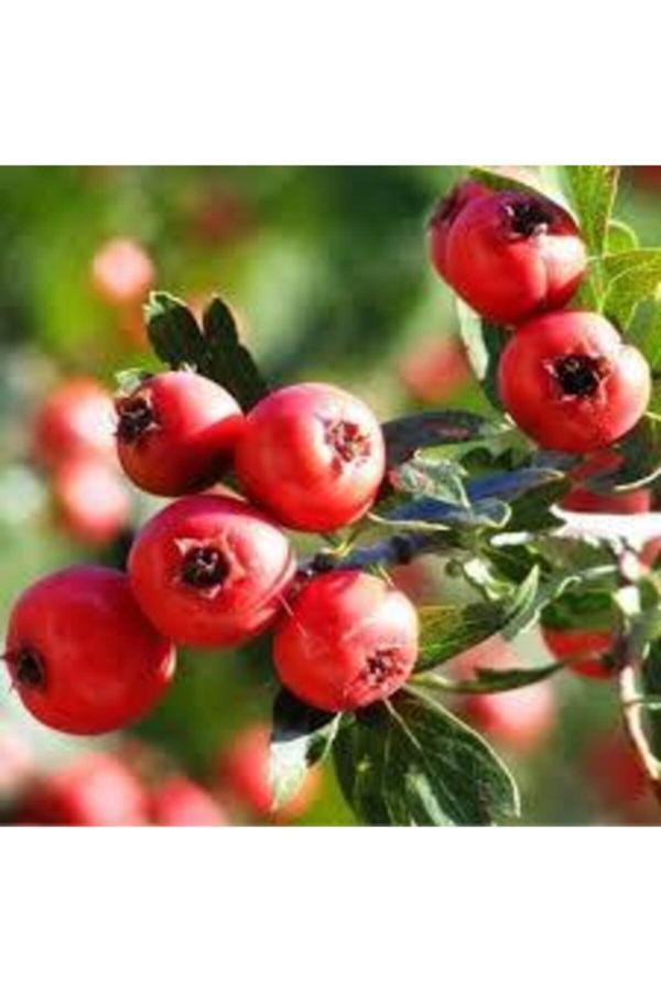 Köy Tohumları 20 Adet Tohum Alıç Yabani Dağ Alıçı Her Derde Deva Alıç Tohumu Saksı Toprak Sürpriz Hediye Tohum - Image 1