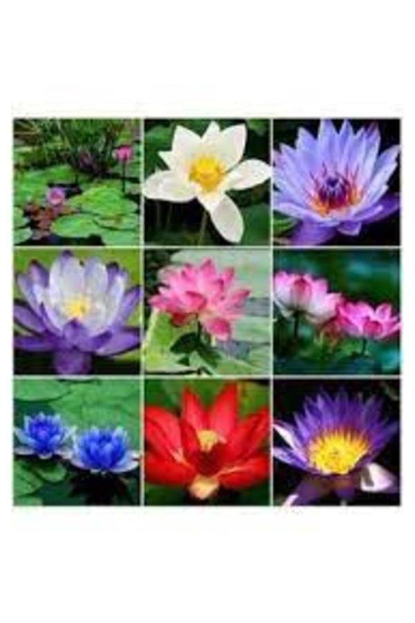 Köy Tohumları 15 Adet Tohum Karışık Renkli Kutsal Lotus Çiçeği Tohumu Su Zambağı Nilüfer Çiçek Tohumu Sürpriz Hedi - Image 1