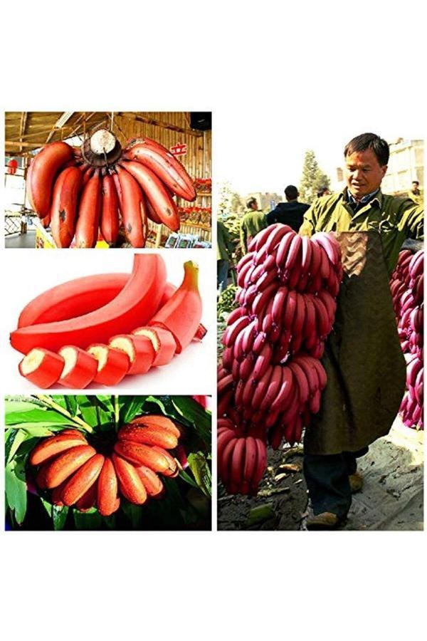 Köy Tohumları 3 Adet Tohum Nadir Bulunan Kırmızı Muz Tohumu Organik Ata Tohum Saksı Toprak Hediyelidir - Image 1