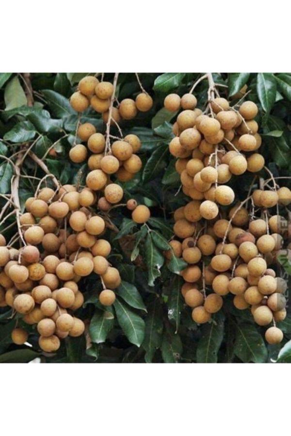 Köy Tohumları 1 Adet Tohum Nadir Langan Ejderha Gözü Meyve Ağaç Tohumu Hediye Tohumlu - Image 1