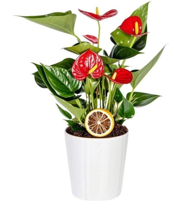 Seramik Saksılı Antoryum Çiçeği	 - Image 1