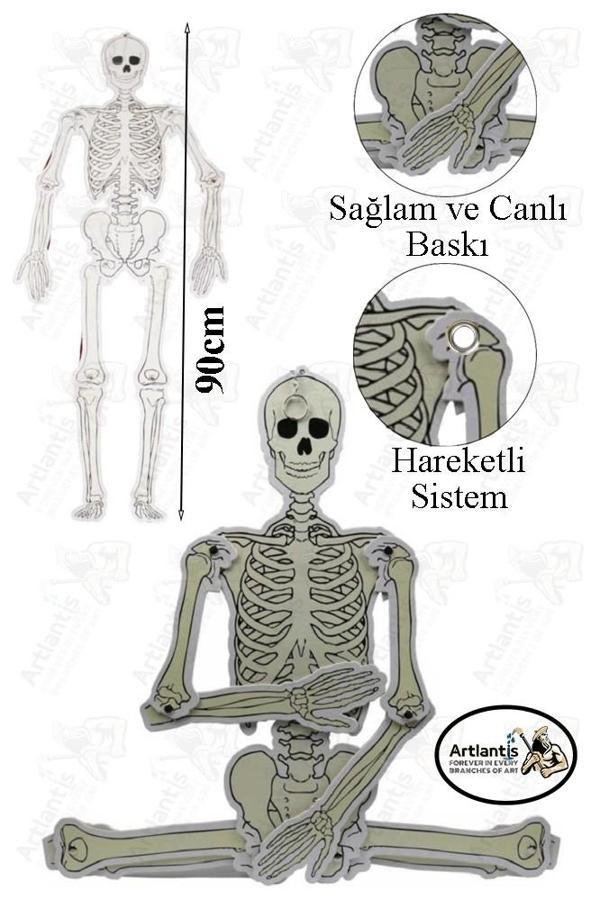 İskelet Modeli 90 cm 1 Adet Karton Büyük İskelet Maketi İskelet Sistemi Modeli Proje Ödev Fen Bilimleri Deney - Image 1