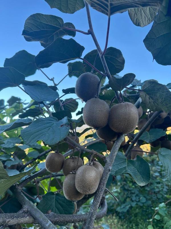 Taze Küçük Boy Rize Kivi Meyvesi 5 KG – 2025 Yeni Hasat - Image 1