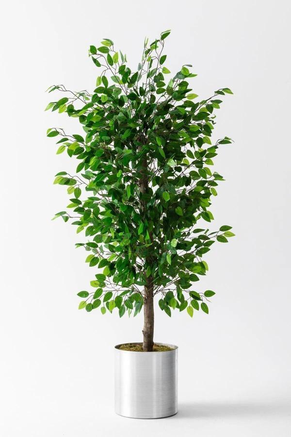 Yapay Benjamin Ağacı 180 Cm Beyaz Nergis Saksıda Gelicektir - Image 1