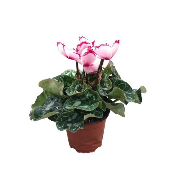 Cyclamen Persicum 'Pink Splash' (Sıklemen Çiçeği) - Image 1