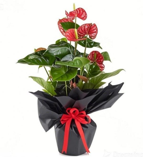 Black Antoryum Çiçeği - Image 1