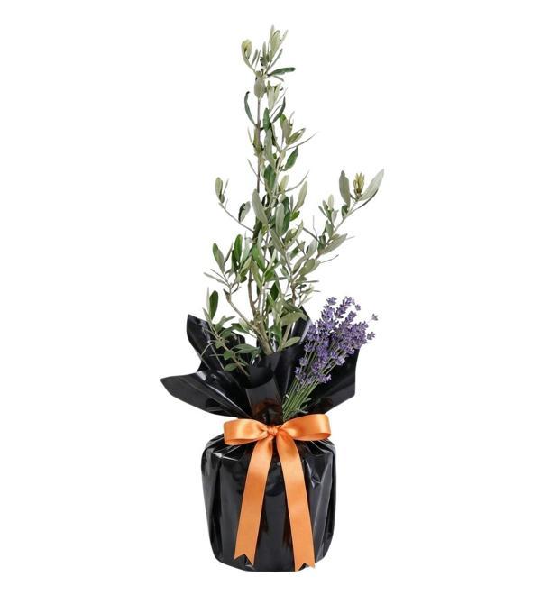 Premium Black Zeytin Bonsai Bitkisi - Image 1