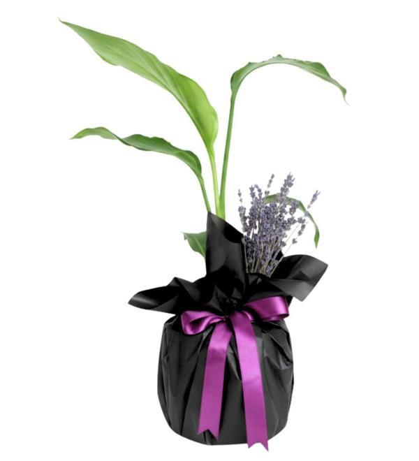 Premium Starliçe Çiçeği - Image 1