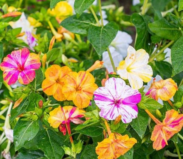 YERLİ AKŞAM SEFASI ÇİÇEĞİ TOHUMU 5 ADET TOHUM - Image 1