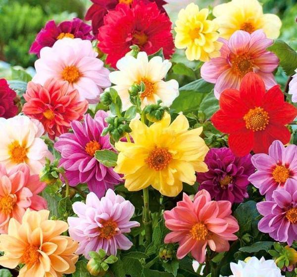 YERLİ YILDIZ ÇİÇEĞİ SOĞANI 3 ADET - Image 1