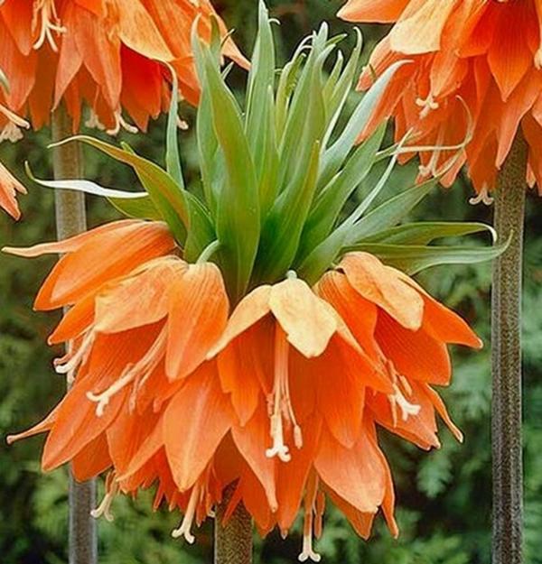 50 Adet Turuncu Ters Lale Çiçeği Tohumu + 10 Adet Hediye Karışık Renk Gül Çiçek Tohum - Image 1