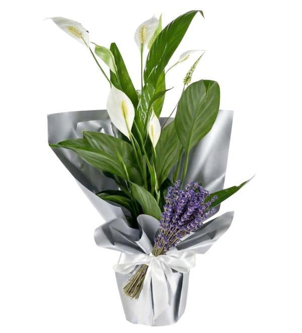 Silver Barış Çiçeği Spatifilliyum	 - Image 1