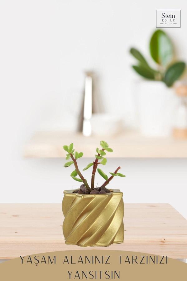 Dekoratif Saksı Minik Kaktüs Saksısı Beyaz Renk 1 Adet Kalın Çizgi Yıldız Model - Image 1