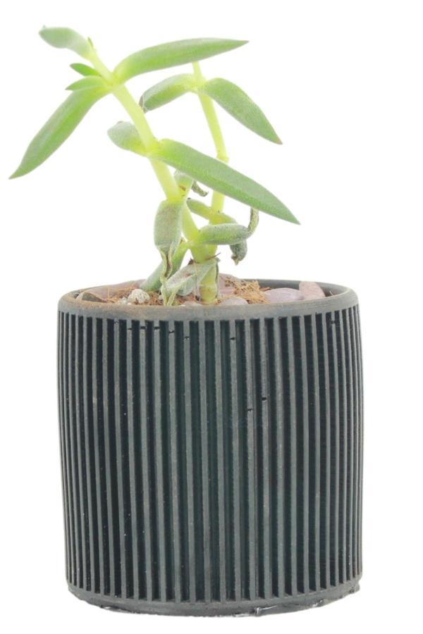 Mini Çiçek Saksı Küçük Sukulent Siyah Kaktüs Saksısı Düz İnce Çizgili Model - Image 1