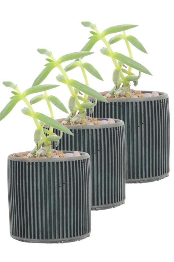 Mini Çiçek Saksı Küçük Sukulent Siyah Kaktüs Saksısı 3'lü Set Düz İnce Çizgili Model - Image 1