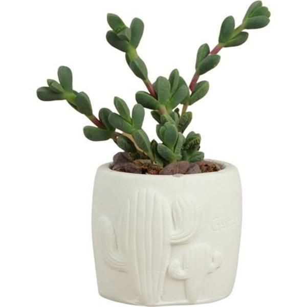 Stein Kohle Dekoratif Saksı Minik Kaktüs Saksısı Kaktüs Desenli Model - Image 1