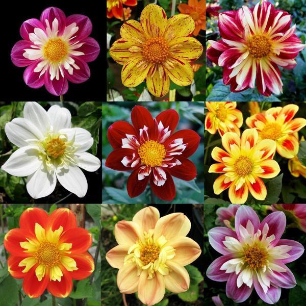 50 ADET KARIŞIK RENK DAHLİA ÇİCEK TOHUMU 10 ADET HEDİYE GÜL TOHUMU - Image 1