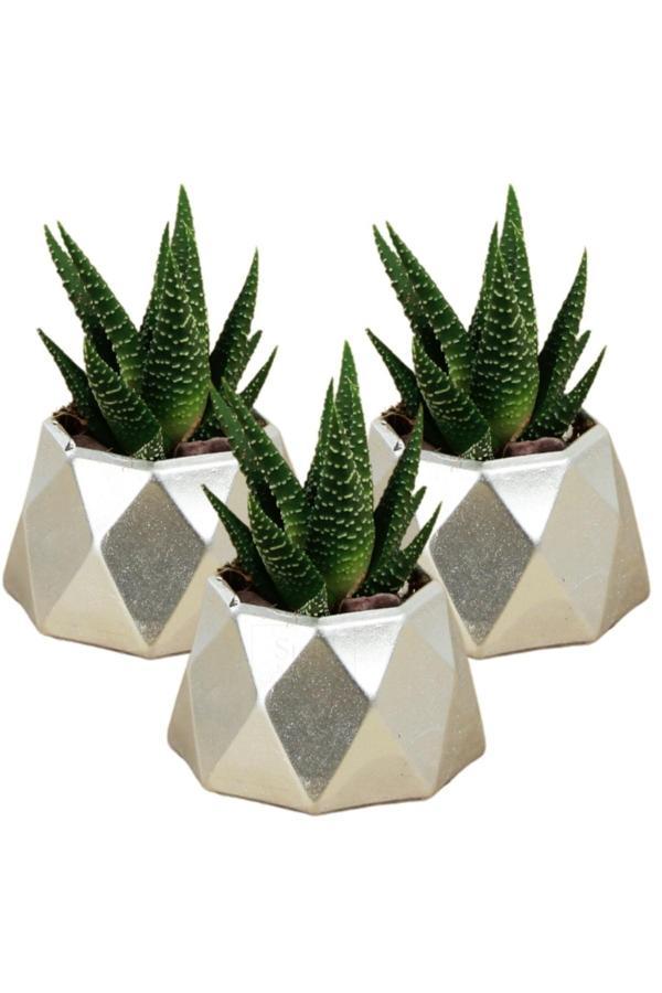 Dekoratif Saksı Minik Kaktüs Saksısı Beyaz Renk 3 Adet Saksı Seti Mini Poly 1 Model - Image 1