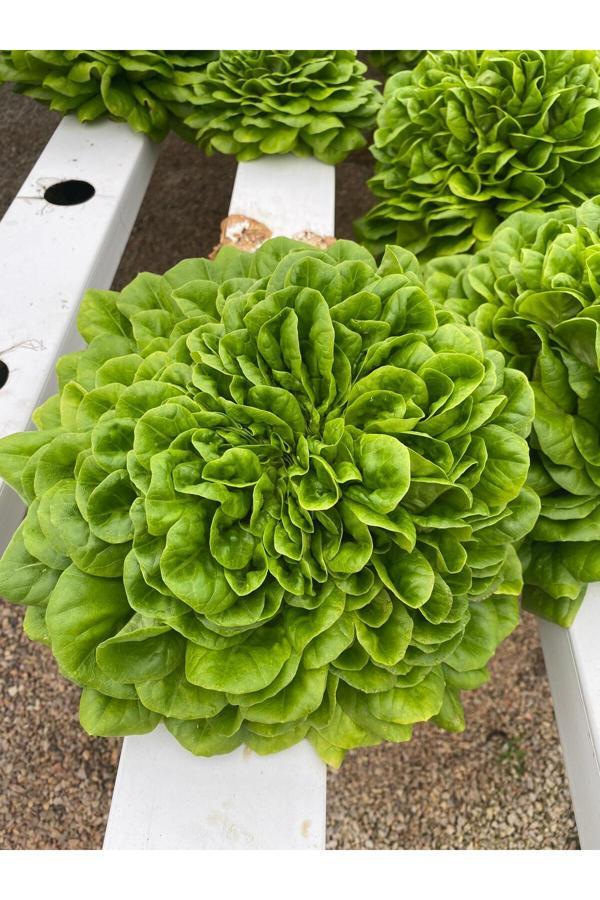 Güneydoğu Topraksız Tarım Yeşil Gül (Canagio) Marul Tohumu 100 Adet Tohum - Image 1