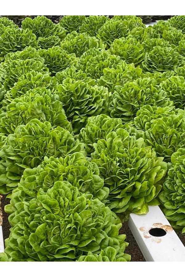 Güneydoğu Topraksız Tarım Yeşil Gül (Canagio) Marul Tohumu 1 Kutu(5000 Adet) - Image 1