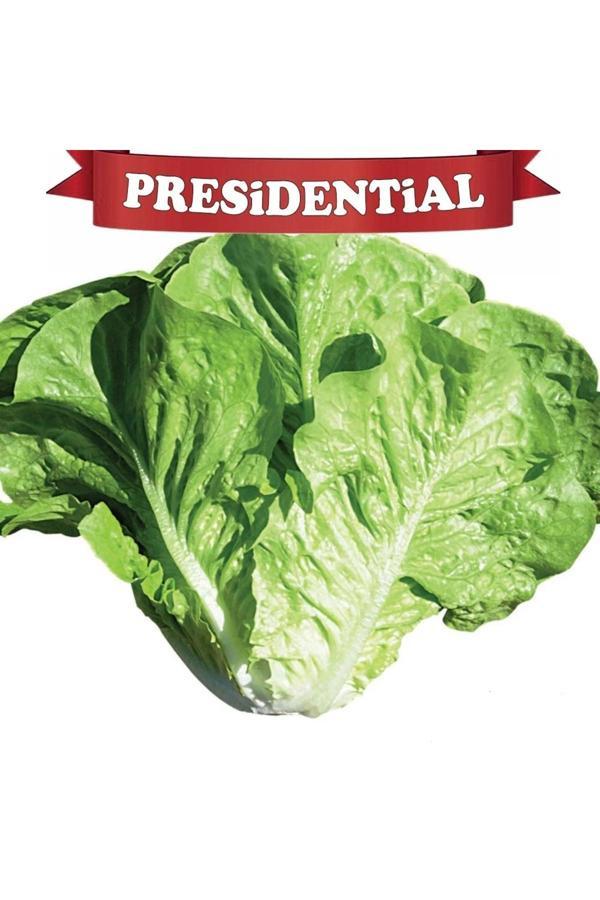 Güneydoğu Topraksız Tarım Presidental Yedi Kule Düz Marul Tohumu 100'Lü Paket(Kaplı Tohum) - Image 1