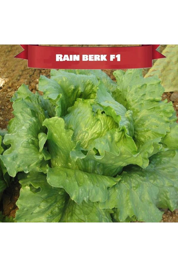 Güneydoğu Topraksız Tarım İceberg Göbek Marul Tohumu 100 Adet - Image 1