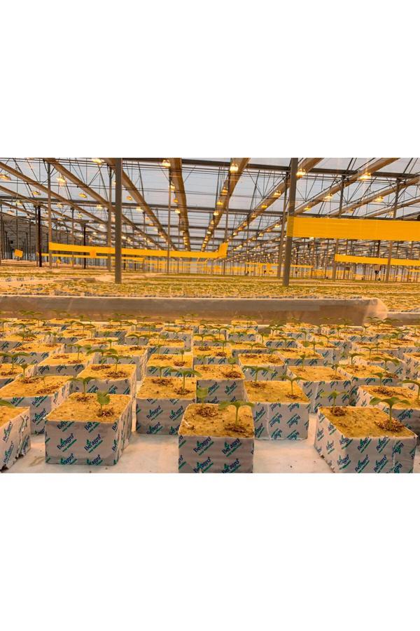 Beagro Kayayünü - Topraksız Tarım 10X10X6,5 Cm -10 Adet - Image 1