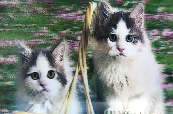 Parti Aksesuar 5D Elmas Boyama Sevimli Kediler İkili Kedi Resmi Tablosu 40x60 cm - Image 1