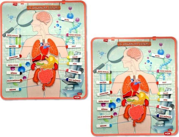 2 Set - 52 Parça  İç Organlar Sistemi Keçe Duvar Panoları , Eğitici Oyuncak - Image 1