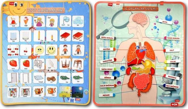 2 Set - 62 Parça  İç Organlar ve Zıt Kavramlar Keçe Cırtlı Duvar Panoları , Eğitici Oyuncak - Image 1